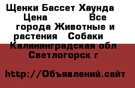 Щенки Бассет Хаунда  › Цена ­ 25 000 - Все города Животные и растения » Собаки   . Калининградская обл.,Светлогорск г.